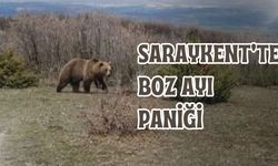 Saraykent'te Boz Ayı Paniği