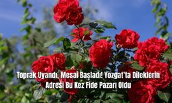 Toprak Uyandı, Mesai Başladı! Yozgat’ta Dileklerin Adresi Bu Kez Fide Pazarı Oldu