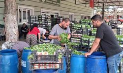 Üzümden önce hasadına başlandı: Kilosu 100 liradan alıcı buluyor, üreticinin yüzünü güldürüyor