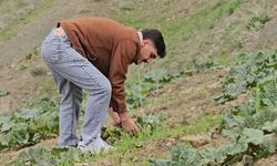 Binlerce rakımdan topluyorlar. 'Yayla muzu' tezgaha indi, kilosu 150 lirayı buluyor