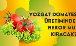 Yozgat Domates Üretiminde Rekor Mu Kıracak?