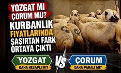 Yozgat mı Çorum mu? Kurbanlık Fiyatlarında Şaşırtan Fark Ortaya Çıktı