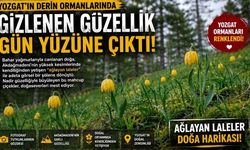 Yozgat'ın Derin Ormanlarında Gizlenen Güzellik Gün Yüzüne Çıktı