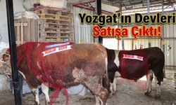 Yozgat’ın Devleri Satışa Çıktı!
