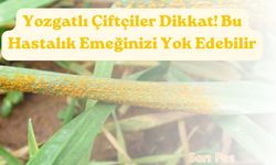 Yozgatlı Çiftçiler Dikkat! Bu Hastalık Emeğinizi Yok Edebilir