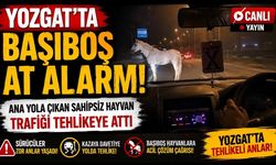 Yozgat'ta Başıboş At Alarmı: Ana Yola Çıkan Sahipsiz Hayvan Trafiği Tehlikeye Attı
