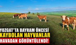 Yozgat'ta Bayram Öncesi Kaybolan Hayvanlar Havadan Görüntülendi!