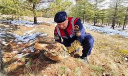 Yozgat’ta Vatandaşlar Doğada Buldukları Şahini Kurtardılar