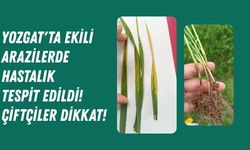 Yozgat'ta Ekili Arazilerde Hastalık Tespit Edildi! Çiftçiler Dikkat!