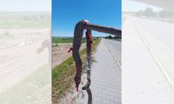 Yozgat'ta Havalar Isındı, Yılanlar Çıktı