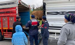 Yozgat'ta Jandarma Harekete Geçti: Zorla Alınan Hayvanlar Teslim Edildi