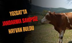 Yozgat'ta Jandarma Sahipsiz Hayvan Buldu