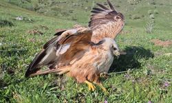 Yozgat'ta Jandarmadan Yaralı Şahine Şefkat Eli