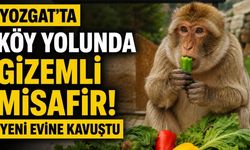 Yozgat’ta Köy Yolunda Gizemli Misafir! Yeni Evine Kavuştu