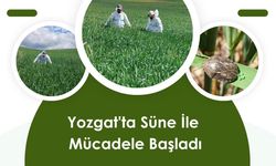 Yozgat'ta Süne İle Mücadele Başladı