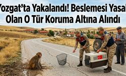 Yozgat'ta Yakalandı! Beslemesi Yasak Olan O Tür Koruma Altına Alındı