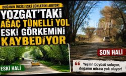Yozgat’taki Ağaç Tünelli Yol Eski Görkemini Kaybediyor
