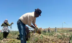 Tarlada kilosu 190 lirayı buluyor! Deneme amacıyla başladı binlerce lira kazandı