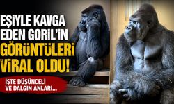 Eşiyle Kavga Eden Goril'in Görüntüleri Viral Oldu!