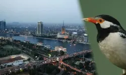 Dünyanın En Tehlikeli İstilacılarından Biri Şehirlere Yayılıyor: Uzmanlar Uyarıyor