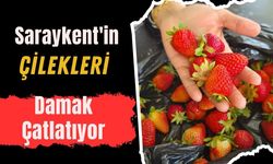 Saraykent'in Çilekleri Damak Çatlatıyor