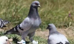 Güvercinlerin sırrı çözüldü! Meğer yönü böyle buluyorlarmış