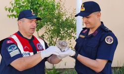 Yaralanan Yavru Baykuşa Yozgat'ta Jandarma Sahip Çıktı