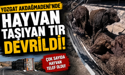 Yozgat Akdağmadeni'nde Hayvan Taşıyan Tır Devrildi