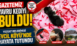 Gazetemiz Yavru Kediyi Buldu: Yozgat Belediyesi Evcil Köyünde Hayata Tutundu