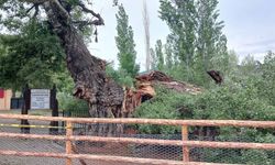 Yozgat Çekerek'te 200 Yıllık Ulukavak Anıt Ağacı Devrildi