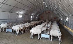 Yozgat Küçükbaş Hayvancılıkta Vites Yükseltiyor! 73 Modern Portatif Ağıl Sahada