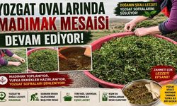 Yozgat Ovalarında Madımak Mesaisi Devam Ediyor