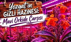 Yozgat’ın Gizli Hazinesi: Mavi Orkide Çarşısı