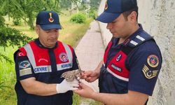 Yozgat'ta Çatıdan Düşen Yaralı Yavru Baykuşa Jandarma El Uzattı