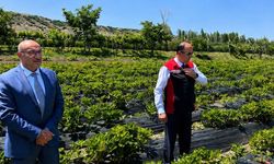 Yozgat’ta Çilek Üretiminde Kendini Kanıtlıyor