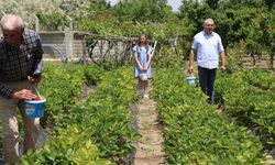 Yozgat’ta Emekli Müdür Babasından Kalma Arazide Devlet Desteğiyle Üretim Yapıyor