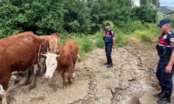 Yozgat’ta Jandarmadan Örnek Çalışma! Umutların Tükendiği Anda Devreye Girdiler