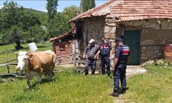 Yozgat'ta Kaybolan 3 Büyükbaş Hayvan Jandarma Tarafından Bulundu