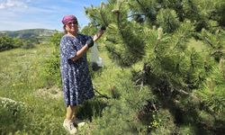 Yozgat'ta Kozalağın Reçeli ve Sirkesinden Sonra Şimdi de Turşusu Yapıldı