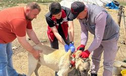 Yozgat'ta Sahipli Hayvanlara Mikroçip ve Kuduz Aşısı Zorunluluğu Başlıyor