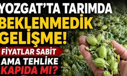 Yozgat'ta Tarımda Beklenmedik Gelişme! Fiyatlar Sabit Ama Tehlike Kapıda mı?