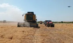 Türkiye'de tonlarca üretiliyor! Kıraç arazide hasat zamanı