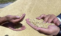 Çekerek'te TMO Hububat Randevuları Bugün Açılıyor