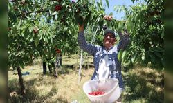 Yozgat'ta 5 Bin Dönümlük Dev Meyve Bahçesinde Hasat Başladı: Rekor Verim Avrupa'ya İhraç Ediliyor