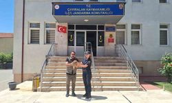 Çayıralan’da doğa kontrolünde yaralı şahin fark edildi: Tedavi altına alındı