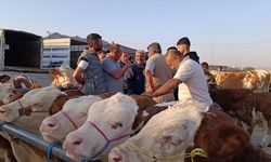Hayvan Fiyatları Düşüşte! Yozgatlı Besiciler: "Şimdi Alan Kazanacak"