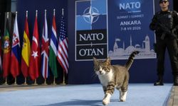 Ne Korumalar Ne Kameralar Onları Durduramadı: NATO Zirvesinde Beklenmedik Misafirler