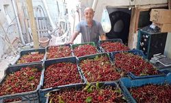 Hasat başladı ama üretici toplamayacak! Kilosu 40 TL, işçi yevmiyesini bile karşılamıyor