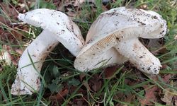 Yozgat, Çekerek'te Çayır Mantarı Toplama Geleneği Devam Ediyor