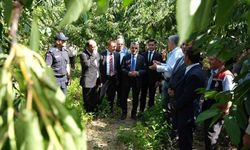 Yozgat Kadışehri'nde 'Kırmızı Altın' Hasadı Başladı